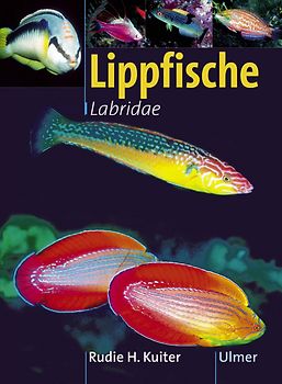 Lippfische. Labridae