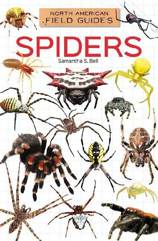 Spiders