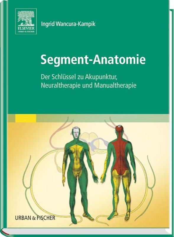 Segment-Anatomie