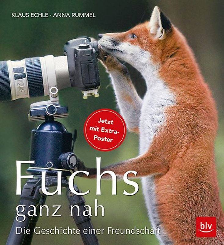 Fuchs ganz nah