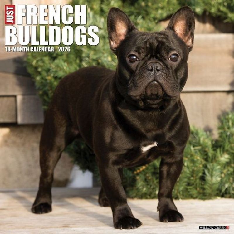 French Bulldogs 2026 12 X 12 Wall Calendar
