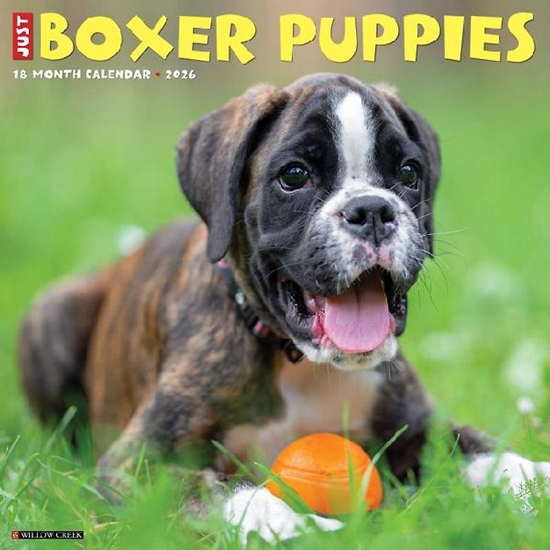 Boxer Puppies 2026 12 X 12 Wall Calendar