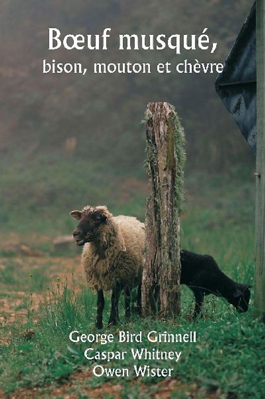 B¿uf musqué,  bison, mouton et chèvre