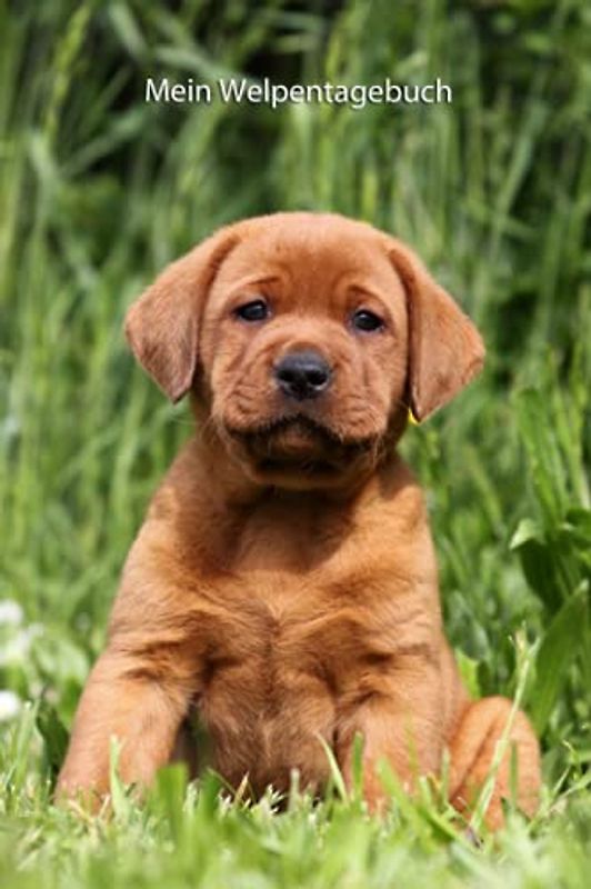 Mein Welpentagebuch: die ersten Monate mit meinem Redfox Labrador (Labrador Retriever redfox - Trainingstagebuch, Krankenakte und Welpentagebuch)