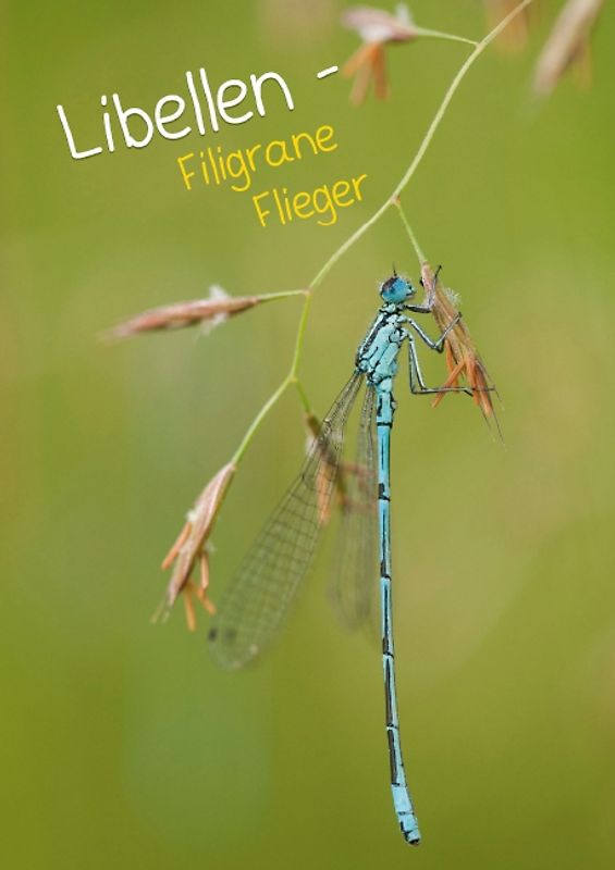 Libellen – Filigrane Flieger (Posterbuch DIN A3 hoch)