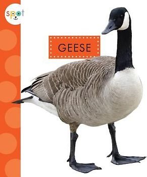 Geese