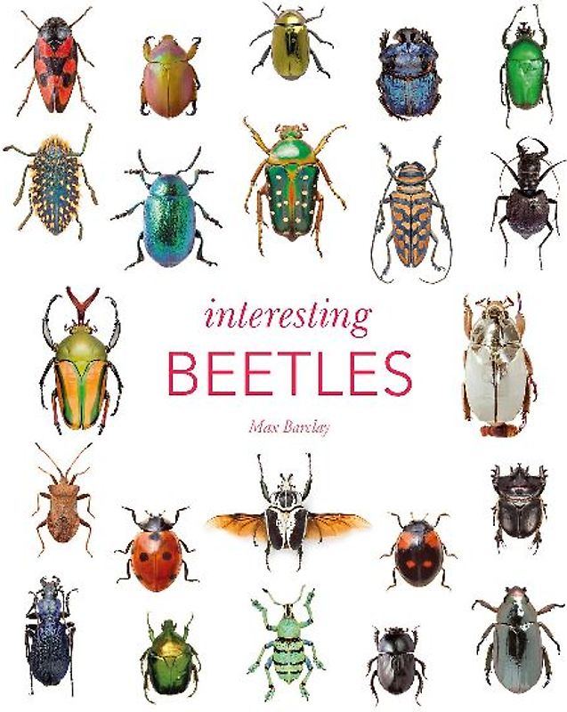 Interesting Beetles