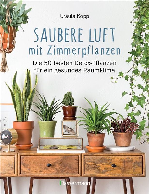 Saubere Luft mit Zimmerpflanzen