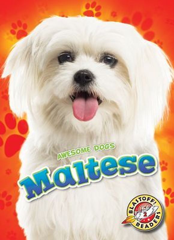 Maltese