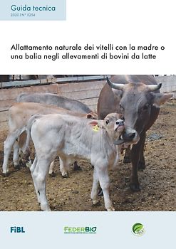 Allattamento naturale dei vitelli con la madre o una balia negli allevamenti di bovini da latte