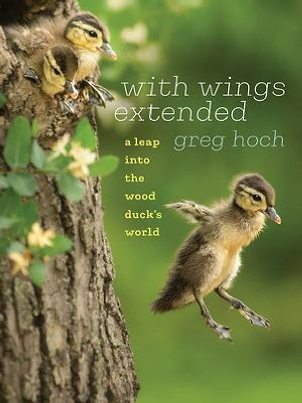 With Wings Extended: A Leap Into the Wood Duck's World