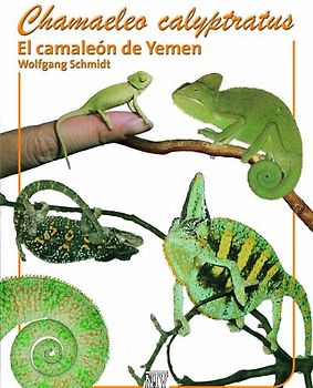 Chamaeleo calyptratus