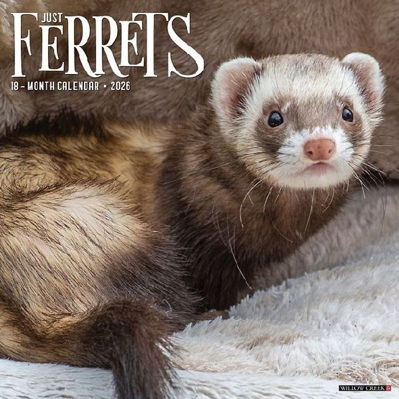 Ferrets 2026 12 X 12 Wall Calendar
