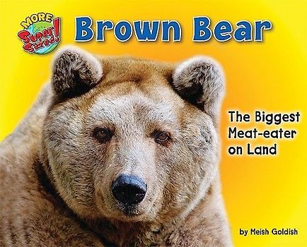 Brown Bear