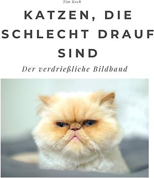 Katzen, die schlecht drauf sind