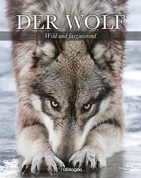 Der Wolf - Wild und faszinierend