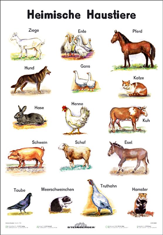 Heimische Haustiere. Lernposter