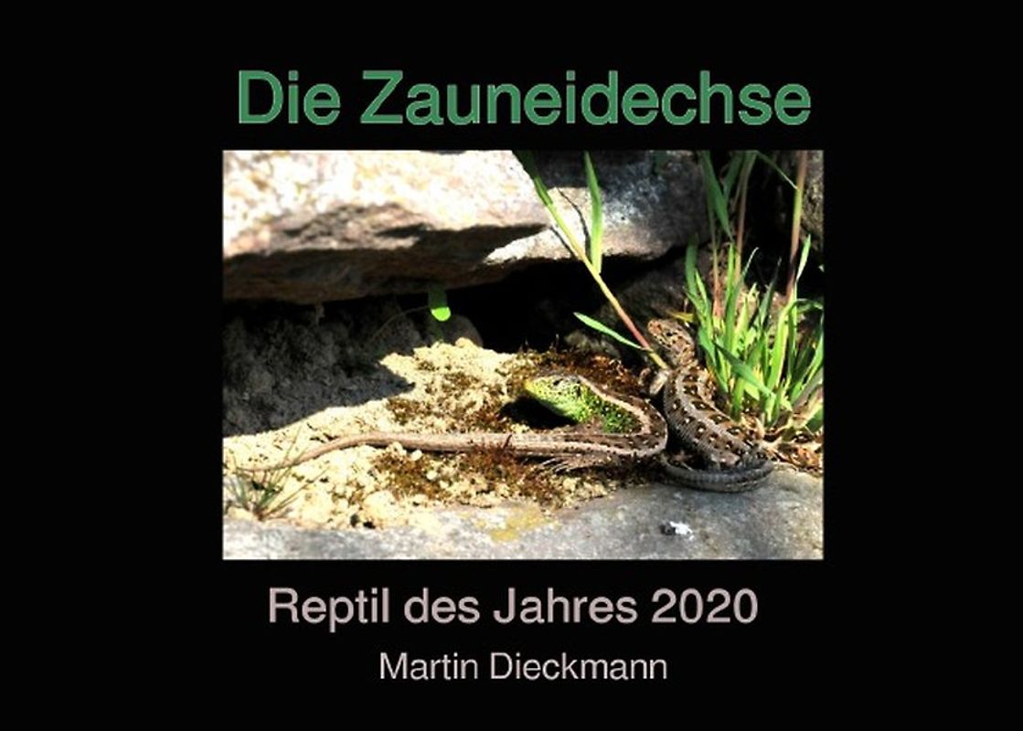 Die Zauneidechse