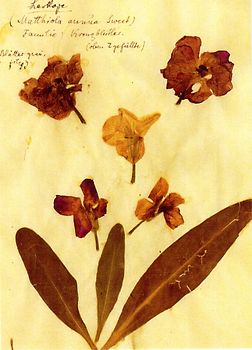 Herbarium Postkartenset