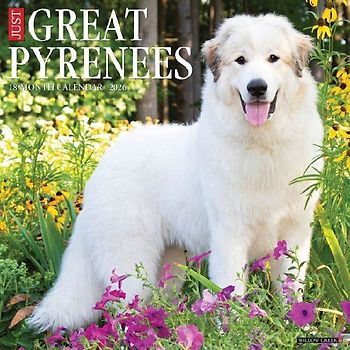 Great Pyrenees 2026 12 X 12 Wall Calendar