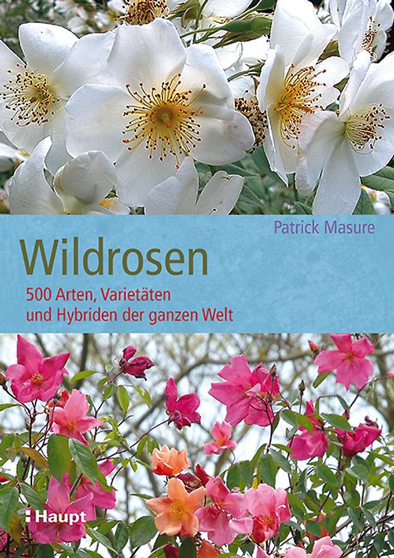 Wildrosen