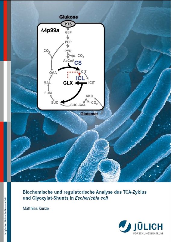 Biochemische und regulatorische Analyse des TCA-Zyklus und Glyoxylat-Shunts in Escherichia coli