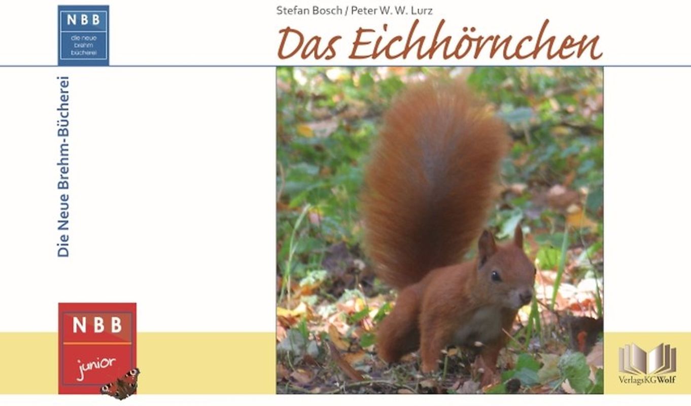 Das Eichhörnchen