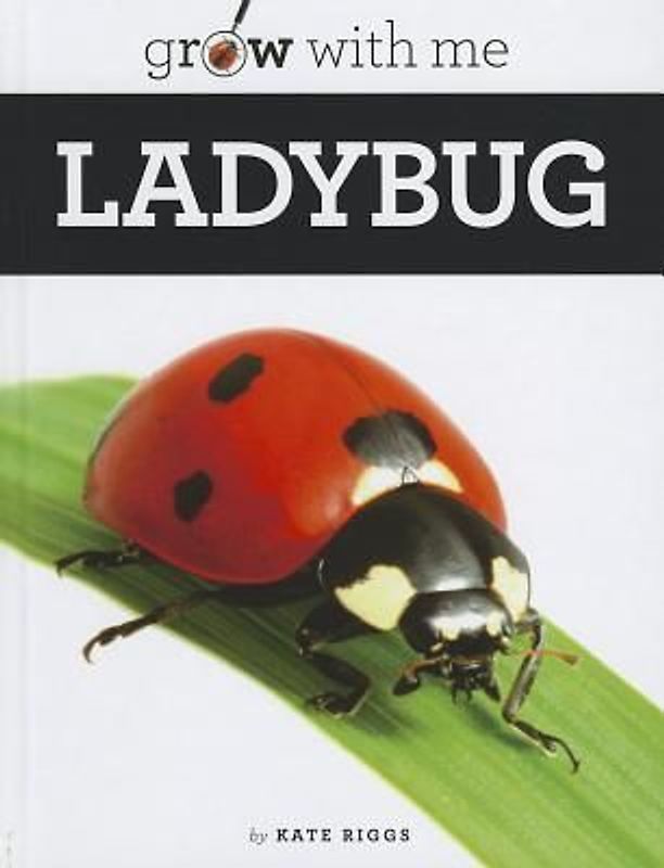 Ladybug