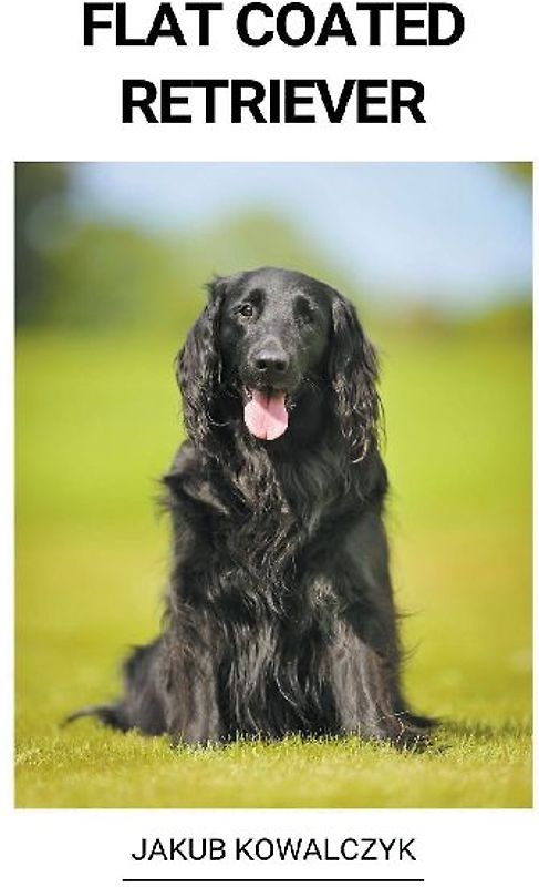 Flat Coated Retriever