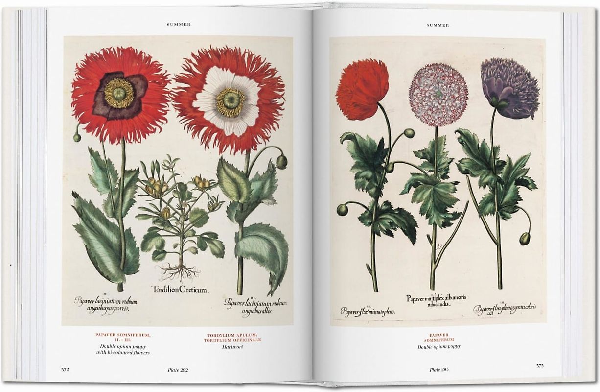 Basilius Besler. L'Herbier. Hortus Eystettensis
