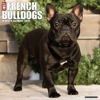 French Bulldogs 2026 12 X 12 Wall Calendar