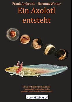 Ein Axolotl entsteht