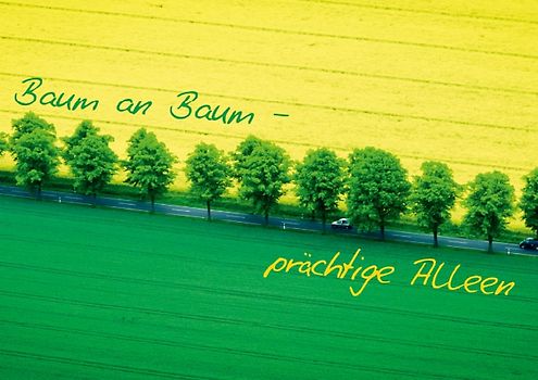 Baum an Baum – prächtige Alleen (Posterbuch DIN A4 quer)