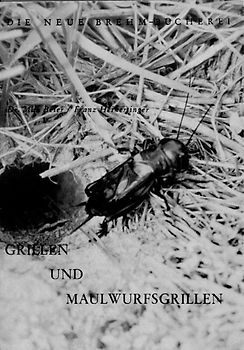 Grillen und Maulwurfsgrillen