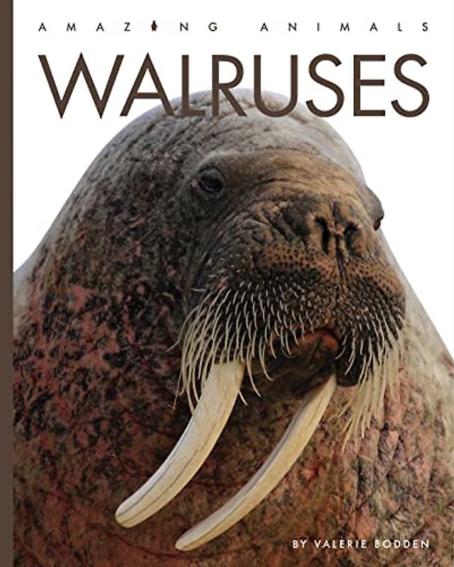 Walruses