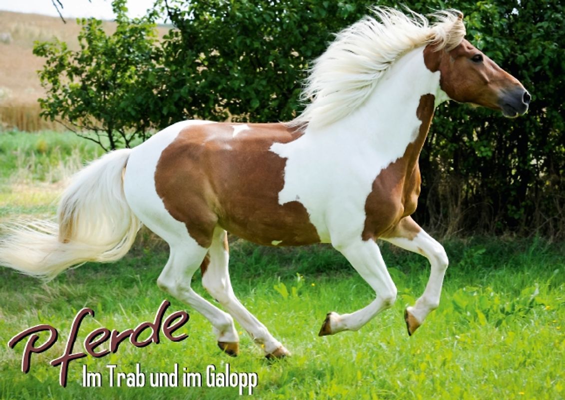 Im Trab und im Galopp: Pferde (Posterbuch DIN A4 quer)