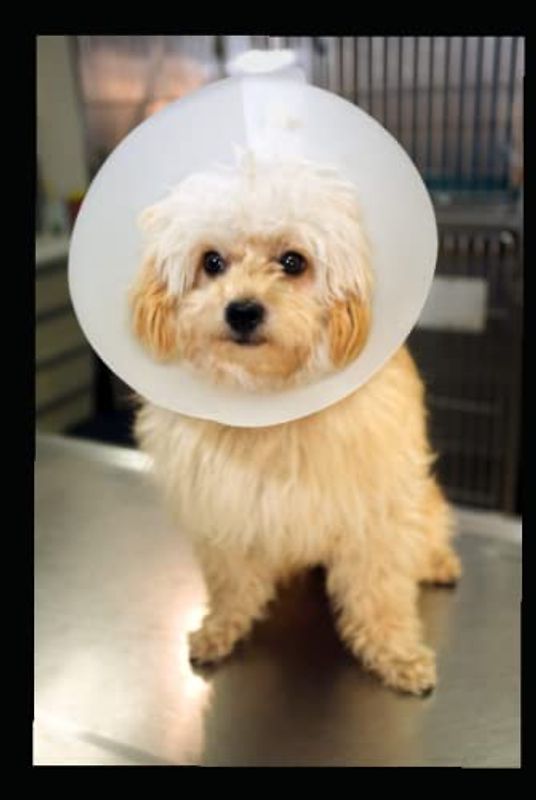 South Sea Tales Illustrated