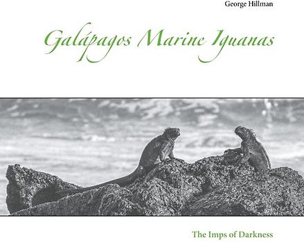 Galápagos Marine Iguanas