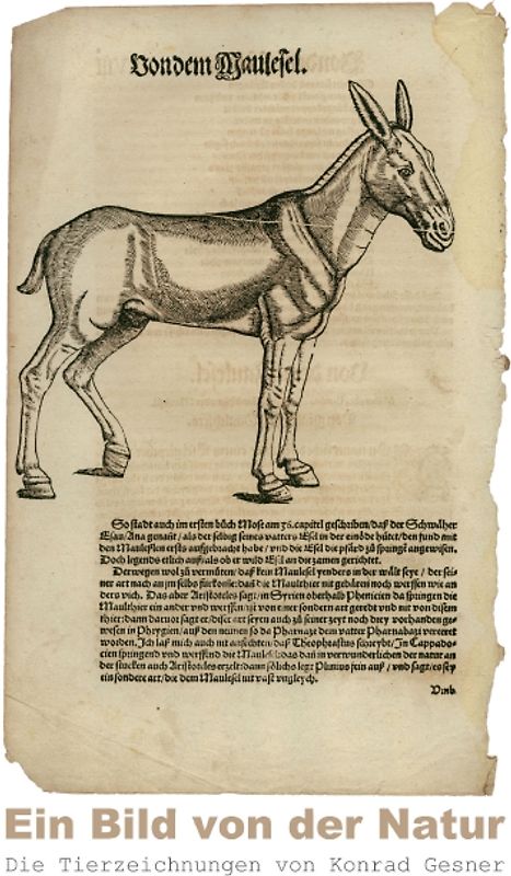 Ein Bild von der Natur – Die Tierzeichnungen von Konrad Gesner (Tischaufsteller DIN A5 hoch)