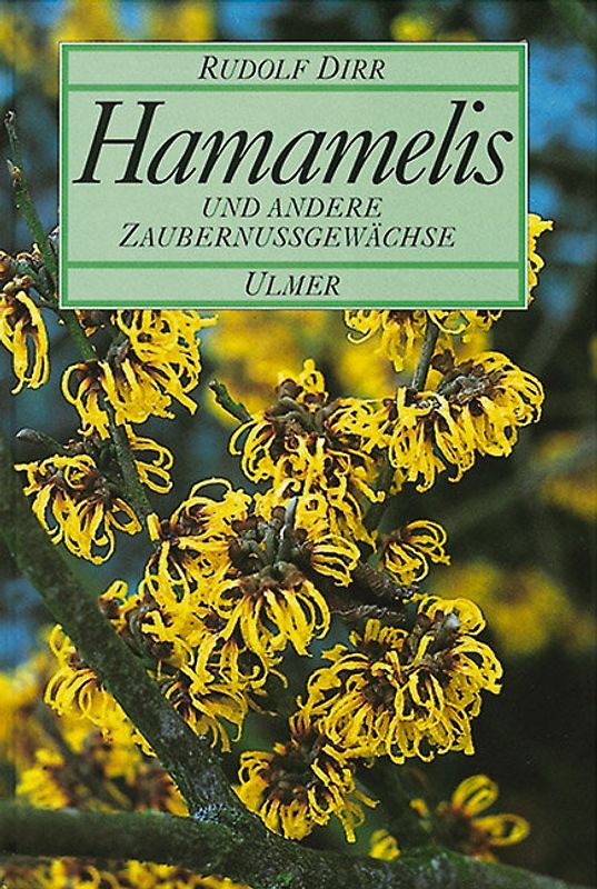 Hamamelis
