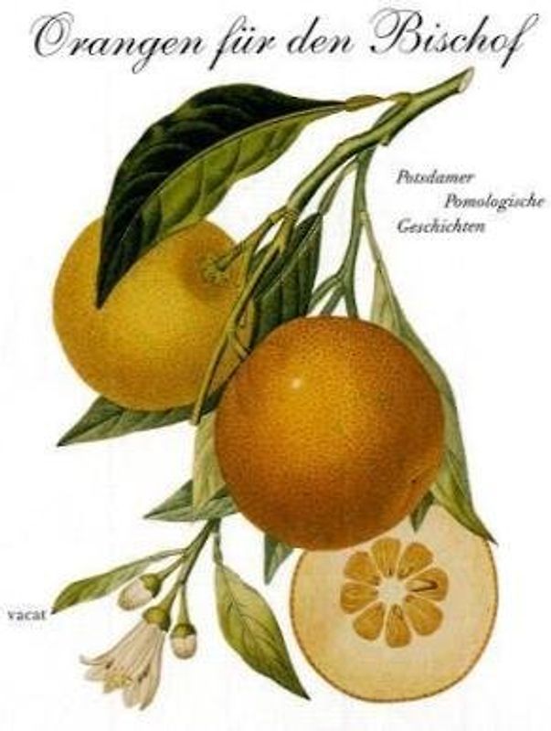 Orangen für den Bischof