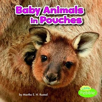 Baby Animals in Pouches