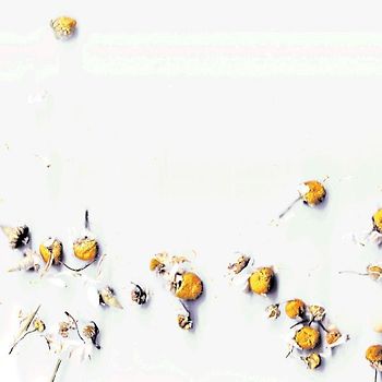 Der Tag, an dem Alma Kamillen kaufte