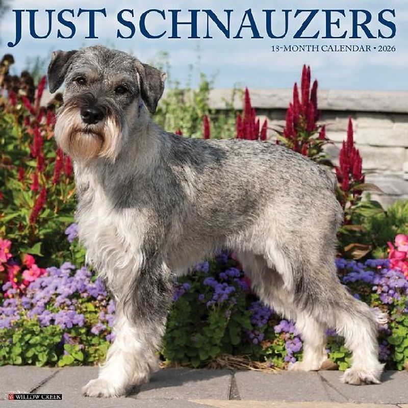 Schnauzers 2026 12 X 12 Wall Calendar