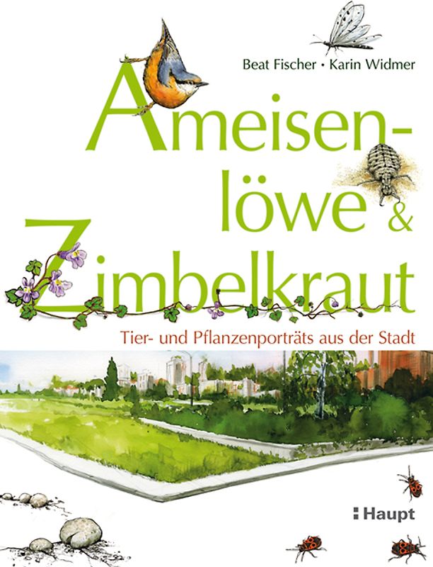 Ameisenlöwe und Zimbelkraut