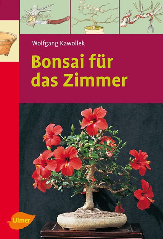 Bonsai für das Zimmer