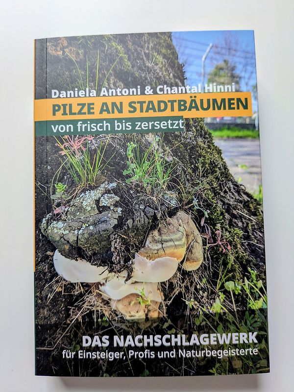 Pilze an Stadtbälumen