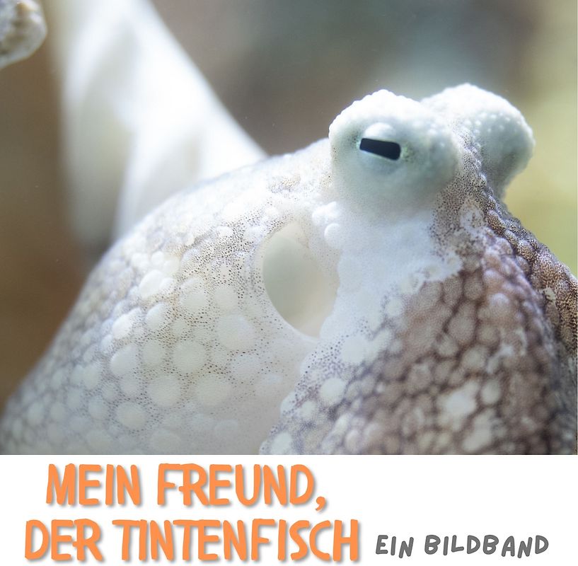 Mein Freund, der Tintenfisch