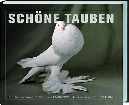Schöne Tauben