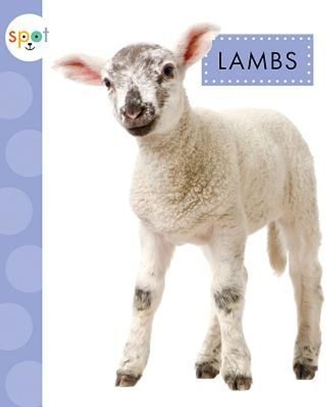 Lambs